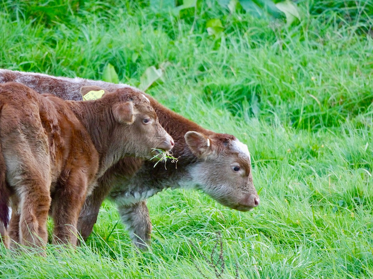 奶牛 Calfs 家畜 Pixabay上的免费照片 Pixabay
