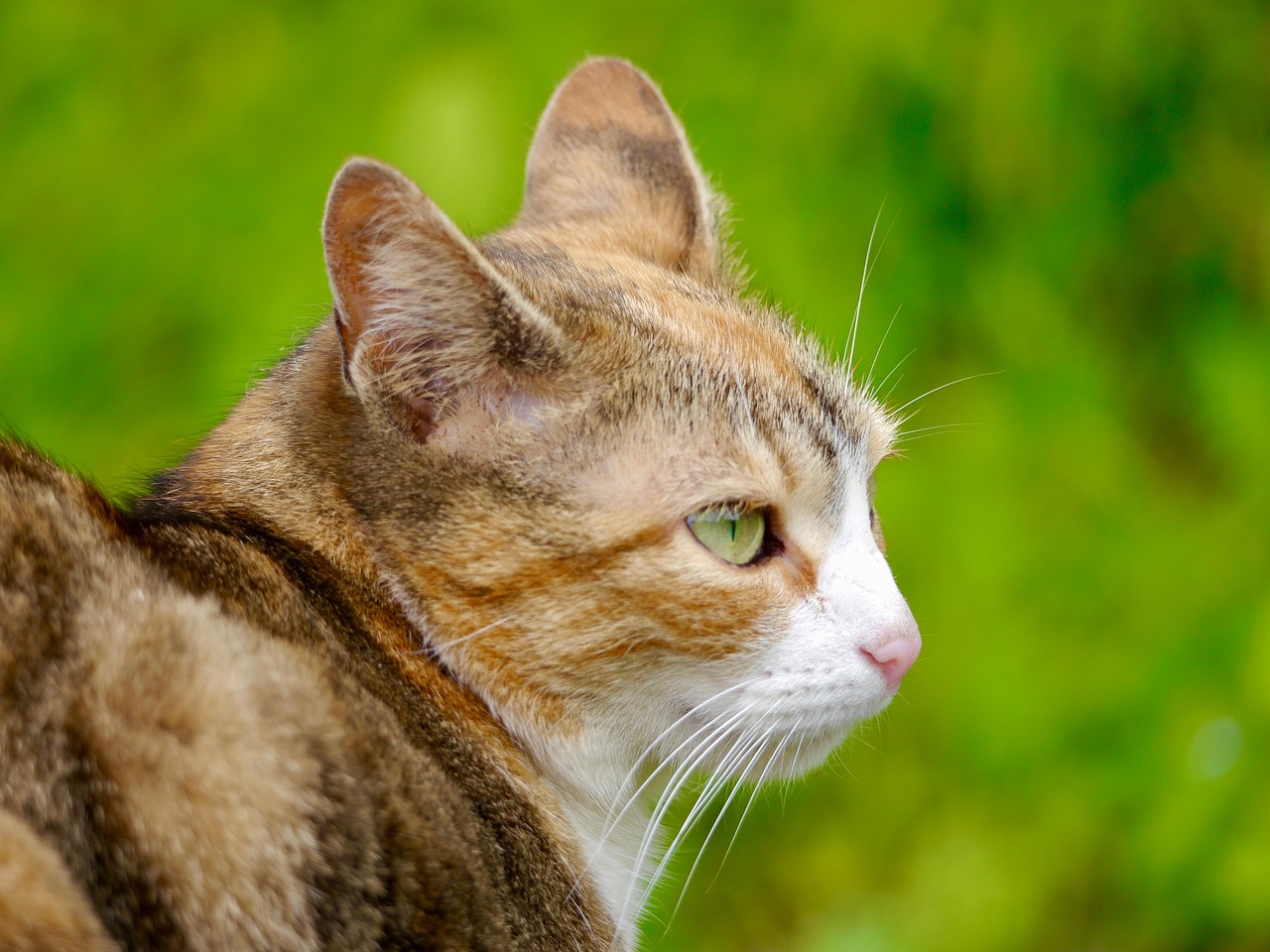 cat-instincts-psychology-behavior-hunting