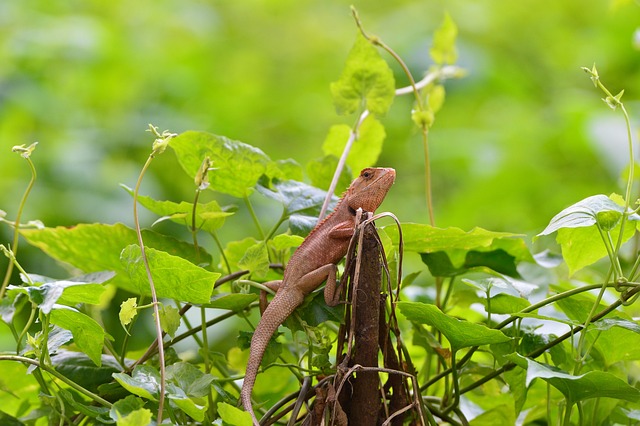 Gecko Lizard Habitat - Free photo on Pixabay - Pixabay