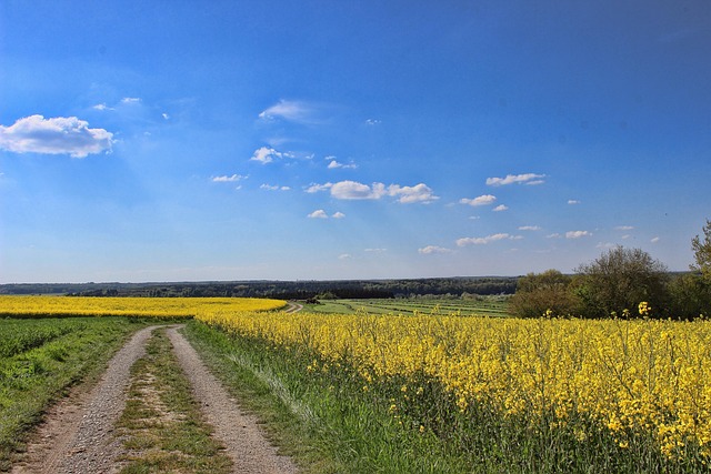 Paysage Champ De Colza Chemin - Photo gratuite sur Pixabay - Pixabay