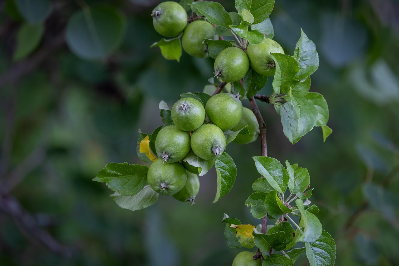 果物 グアバ グアバの木 - Pixabayの無料写真 - Pixabay