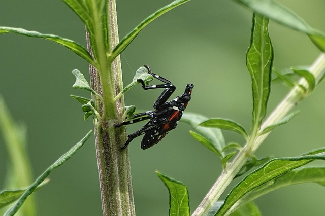 Lenttes Insect Spotted Lanternfly Insect Bug - Free photo on Pixabay - Pixabay