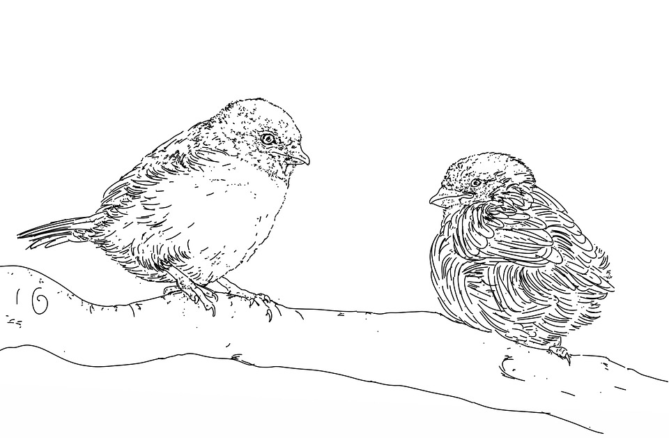 Birds Drawing Pictures