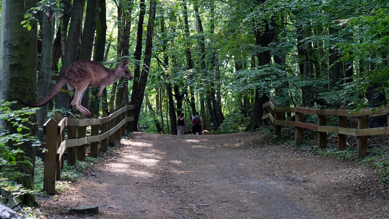 Kangaroo Animal Forest - Free photo on Pixabay - Pixabay