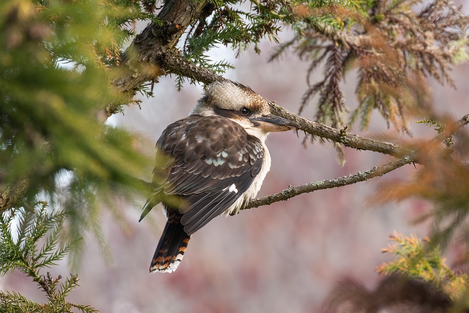 Laughing Kookaburra - Free photo on Pixabay