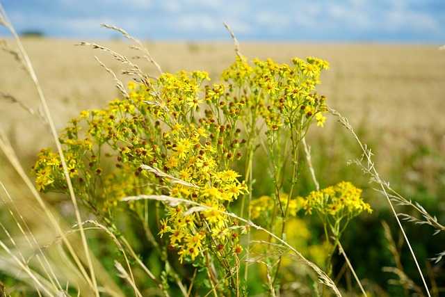 Free Yellow Flowers Field photo and picture