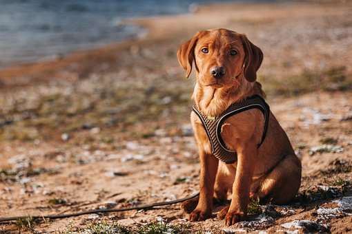 Free Labrador Dog photo and picture