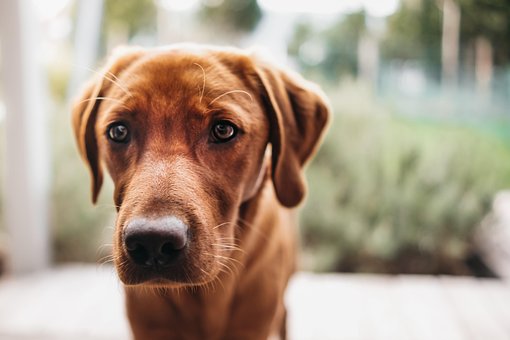 Cachorro, Labrador Retriever, Labrador