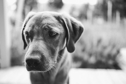 Cachorro, Labrador Retriever, Labrador