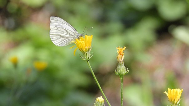 Free Butterfly Flowers photo and picture