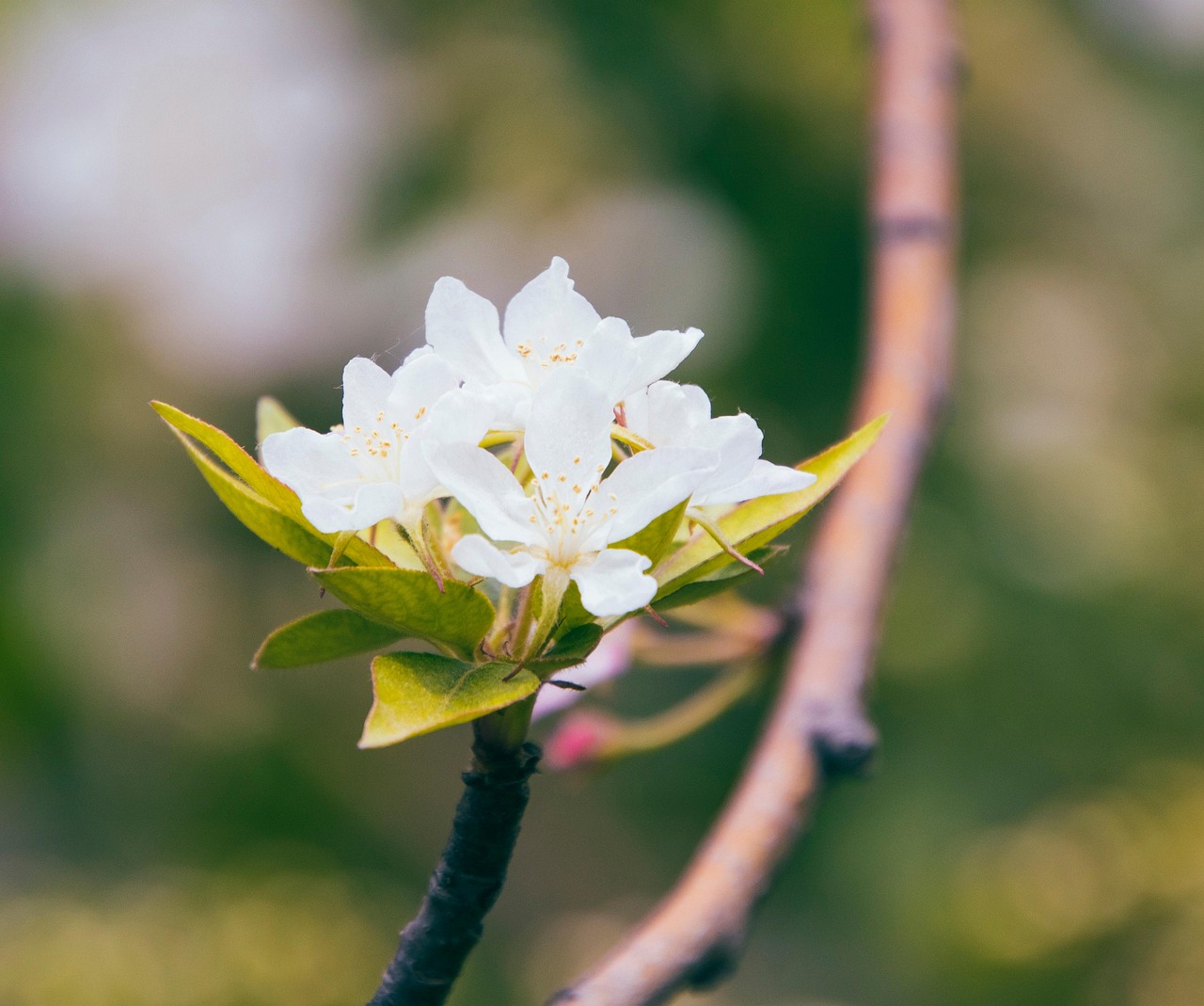 Discover and download free images - Pixabay