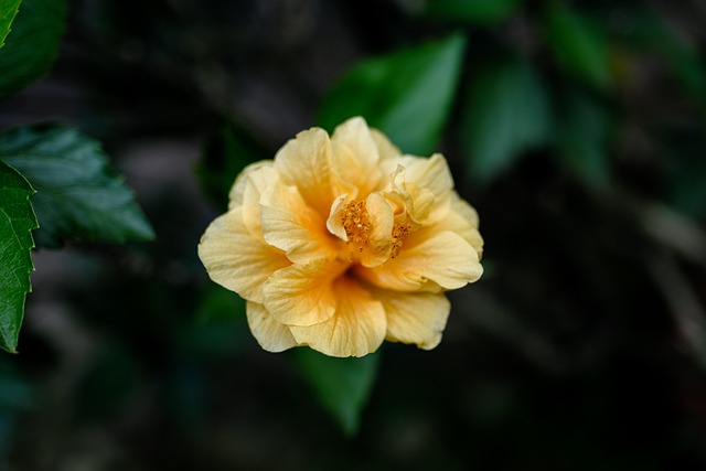 Gul Hibiscus, Hibiscus, Gul Blomst