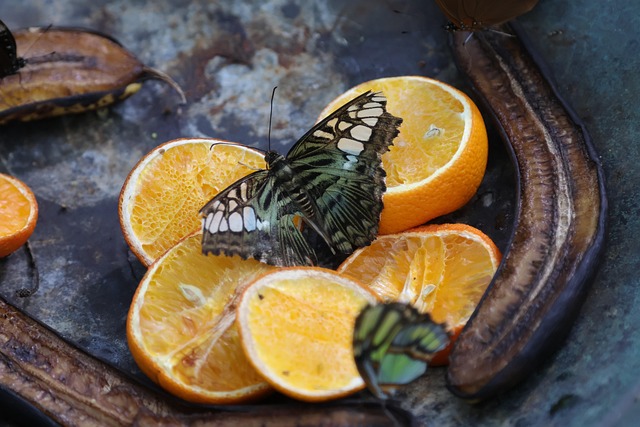 Butterfly Nature Insects - Free photo on Pixabay - Pixabay