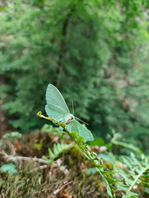 Geometra Papilionaria, Spanner