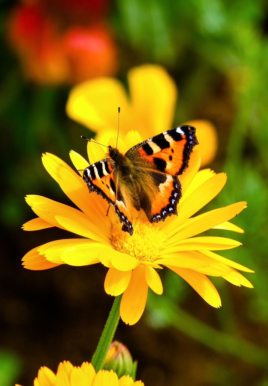 Butterfly Yellow Flower Free photo on Pixabay Pixabay