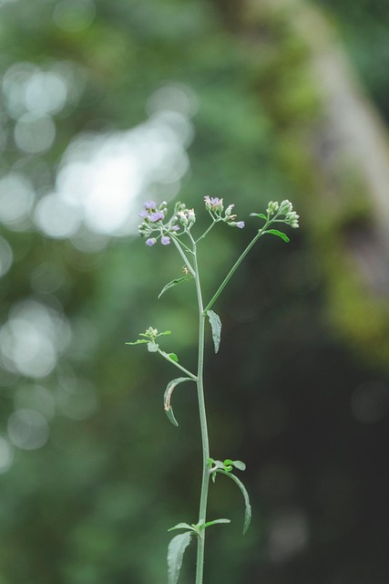 Blume, Natur, Kunst, Hintergrund