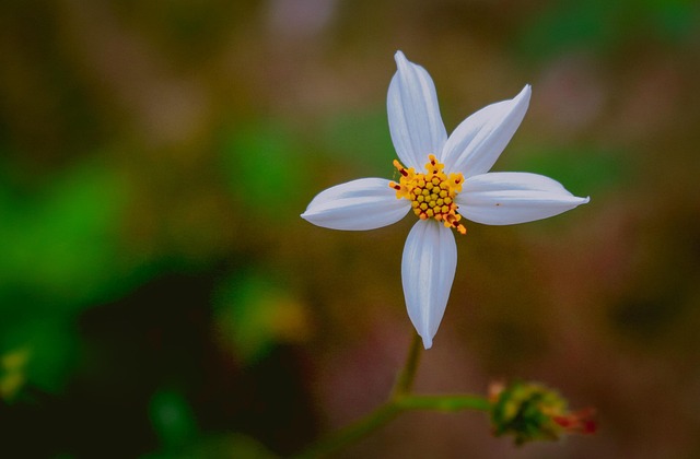 Gänseblümchen, Chrysantheme