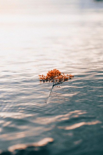 Natur, Drift, Hintergrund, Fotografie