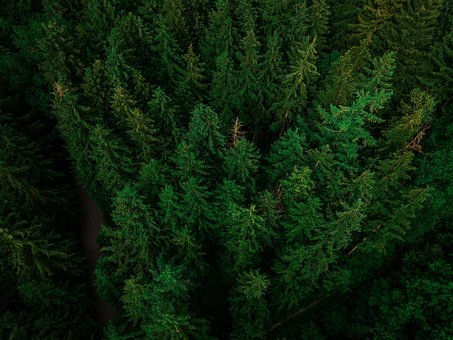 Woud, Bomen, Pijnbomen, Natuur