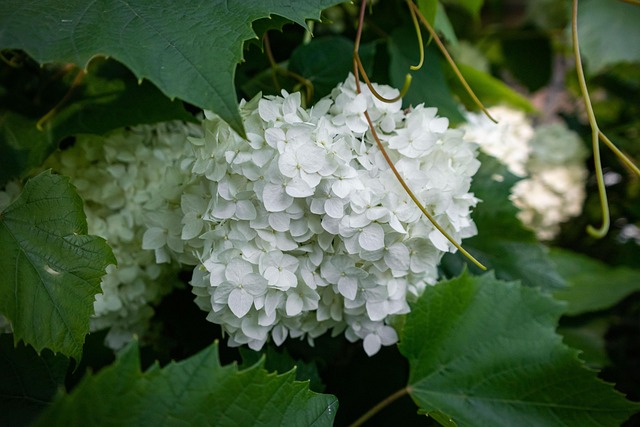 Blumen, Weiße Blumen, Flora, Natur