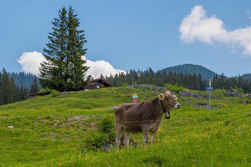 Koe, Bergen, Natuur, Zomer, Alpen