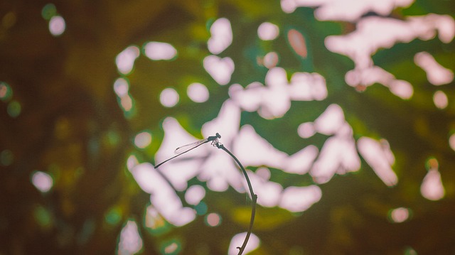 Libelle, Green, Pflanze, Wald