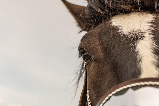 Paard, Dier, Zoogdier, Natuur, Merrie