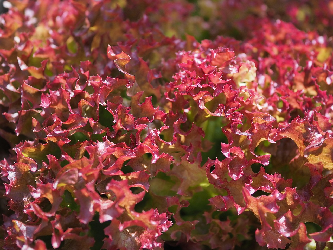 Lettuce Edible Leaf Free photo on Pixabay Pixabay