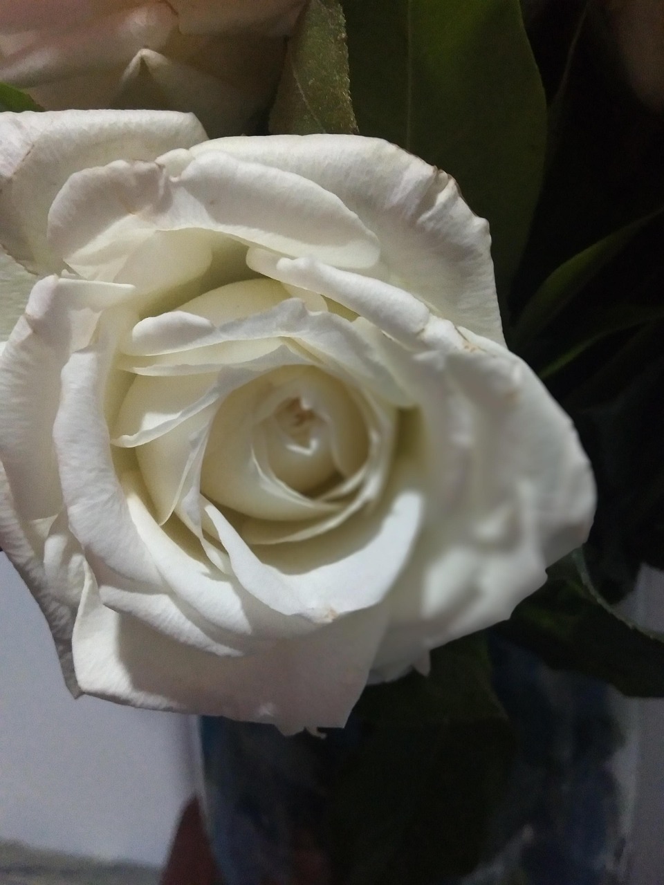 Hvid Rose Blomst Gratis Foto P Pixabay Pixabay hvid-rose-blomst-gratis-foto-p-pixabay-pixabay