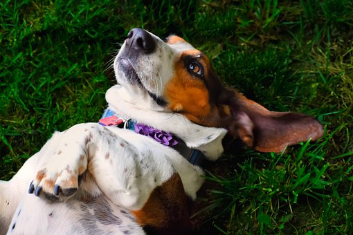 Hund, Basset Hound, Jagthund, Fjollet