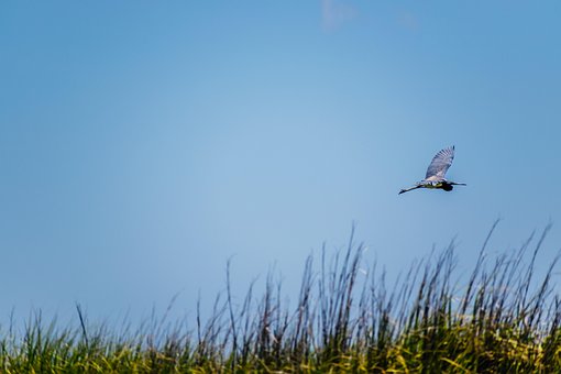 Hejre, Marsk, Fugl, Fugle, Himmel, Natur