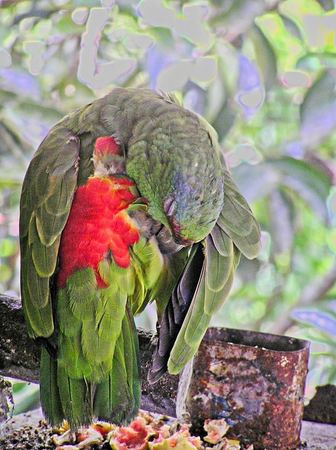 Free Parrot Bird photo and picture