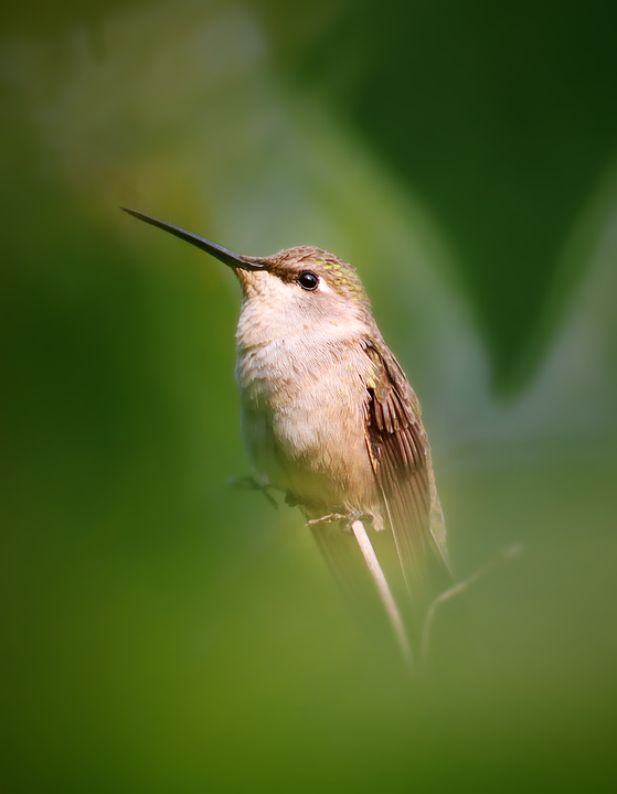 Bird Hummingbird Ornithology - Free photo on Pixabay - Pixabay
