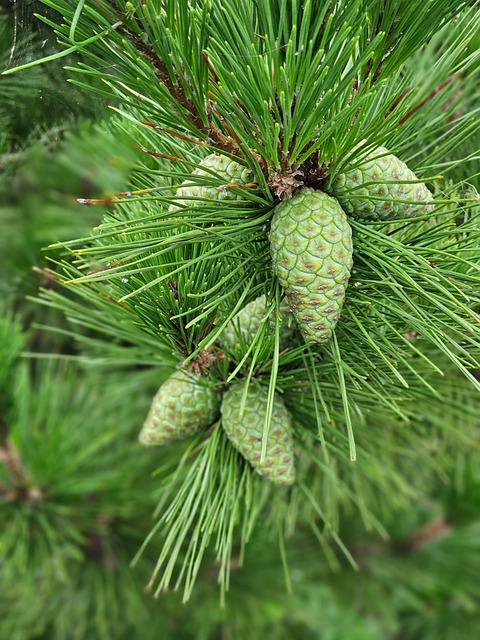 Free Pine Pine Cone photo and picture
