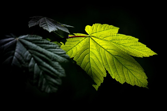 Blätter, Pflanzen, Laub, Wald, Baum