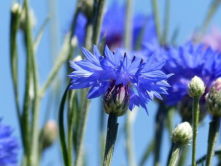 Kornblomst, Blomst, Plante, Blå Blomst