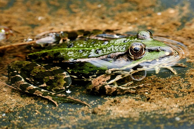 Frosch, Amphibie, Teich, Tier, Wasser