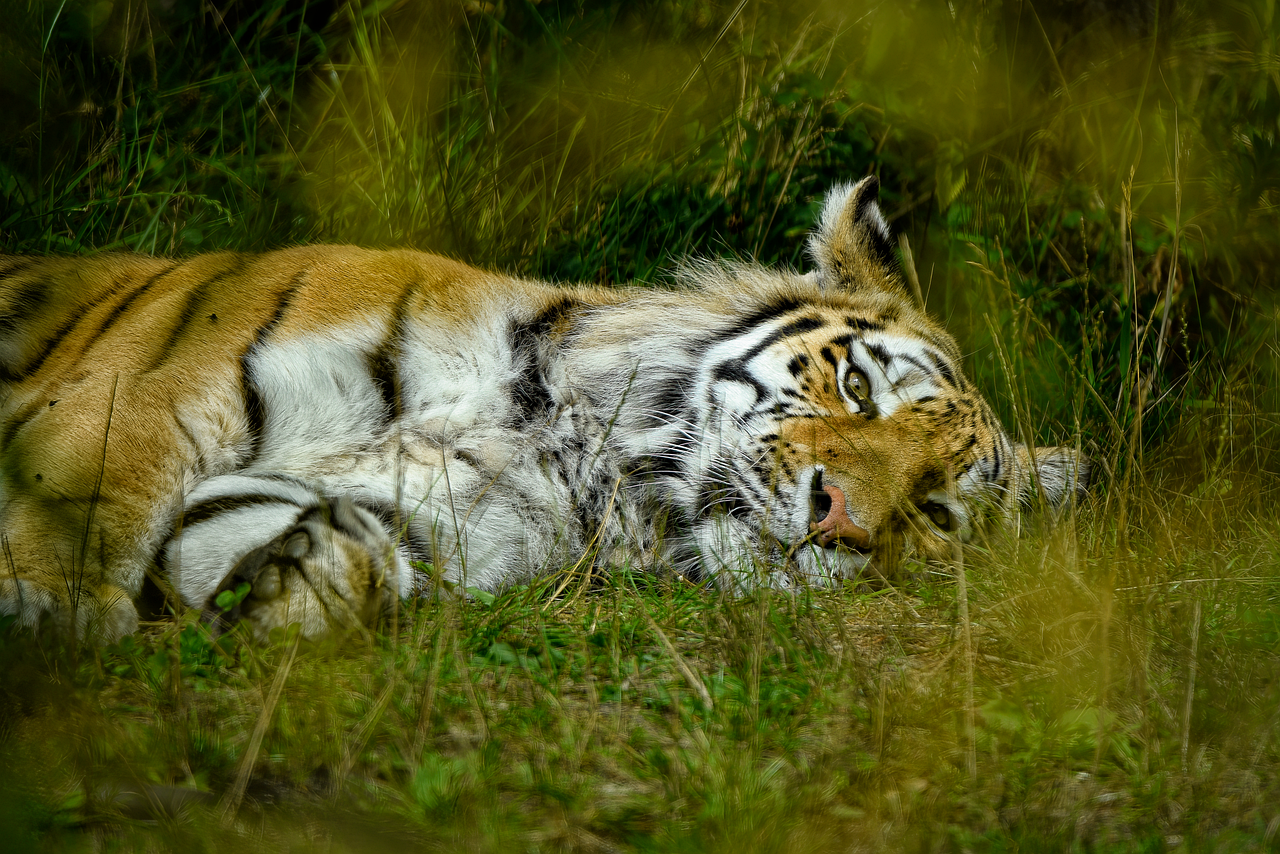 Discover and download free images - Pixabay