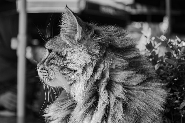 Free Stray Cats Feral Felines photo and picture