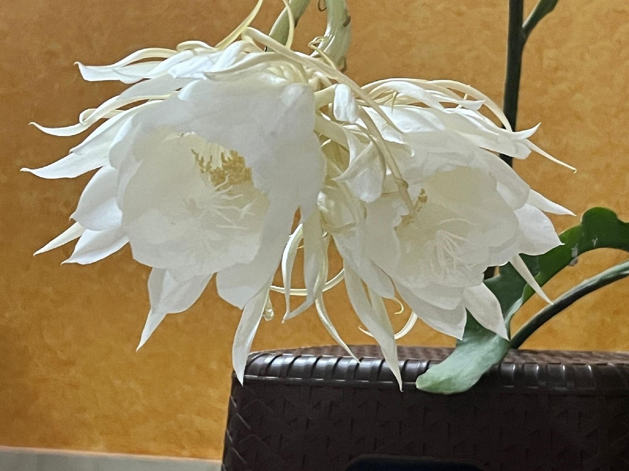 Koningin Van De Nacht Epiphyllum Gratis