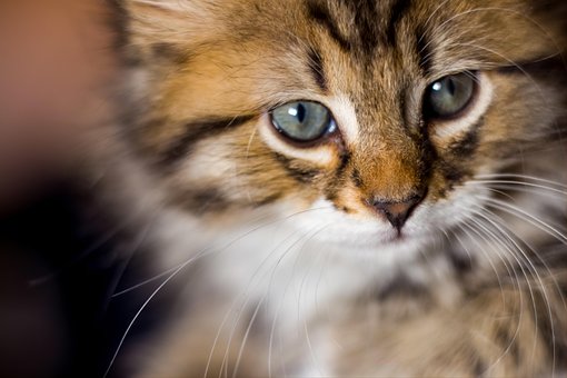 Kat, Killing, Kæledyr, Ung Kat, Dyr