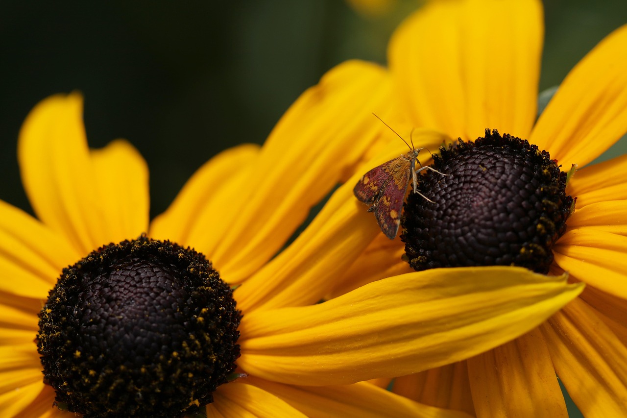 Flowers - free online jigsaw puzzle photo