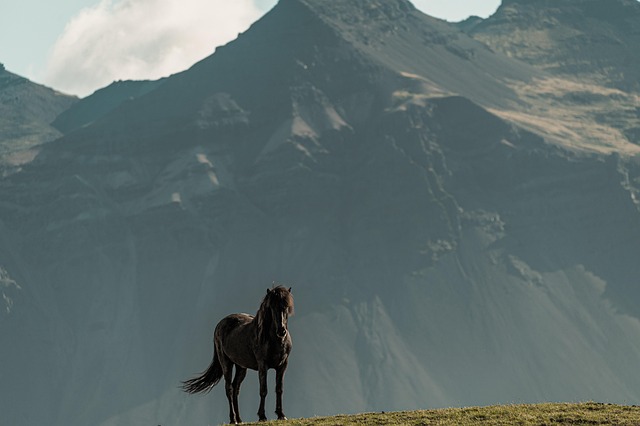 Säugetier, Pferd, Natur, Island