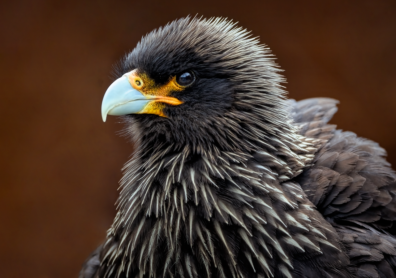 Bird Beak Feathers Free Photo On Pixabay
