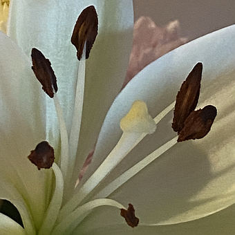Floare, A Inflori, Botanică