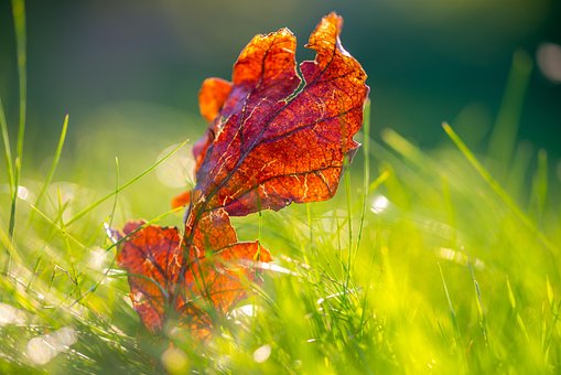 Blatt, Getrocknet, Herbst, Gras, Wiese