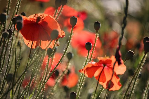 Klaprozen, Bloemen, Planten