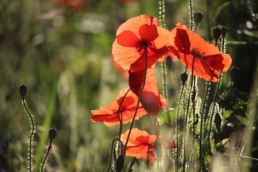 Klaprozen, Bloemen, Planten