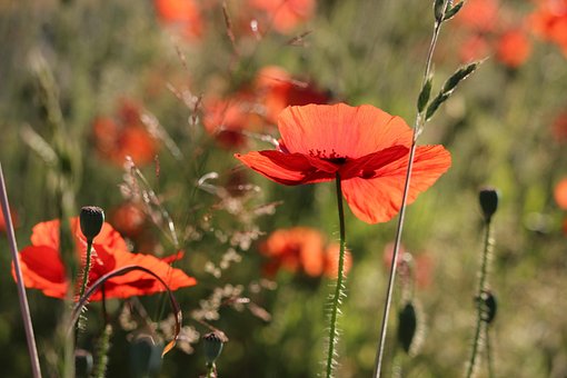 Klaprozen, Bloemen, Planten
