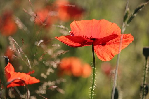 Klaprozen, Bloemen, Natuur, Bloesem